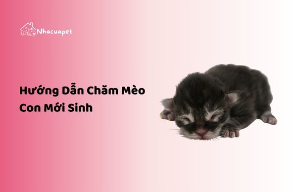 chăm mèo con mới sinh