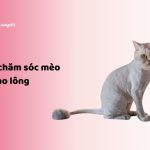 Cách chăm sóc mèo sau cạo lông