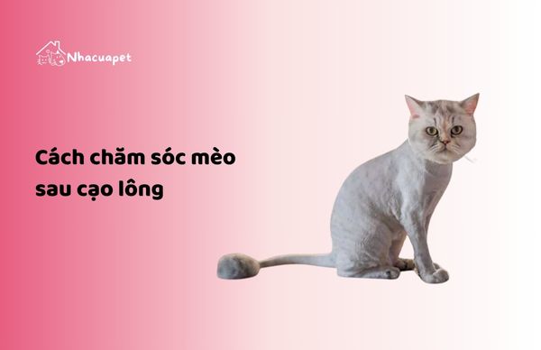 Cách chăm sóc mèo sau cạo lông