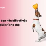 vật dụng giải trí cho chó