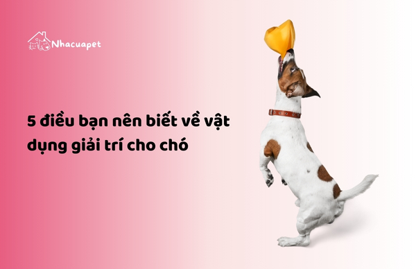 vật dụng giải trí cho chó