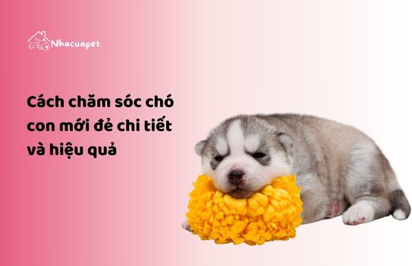 NHACUAPET - Cách chăm sóc chó con mới đẻ chi tiết và hiệu quả