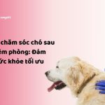 NHACUAPET - Bí kíp chăm sóc chó sau khi tiêm phòng: Đảm bảo sức khỏe tối ưu