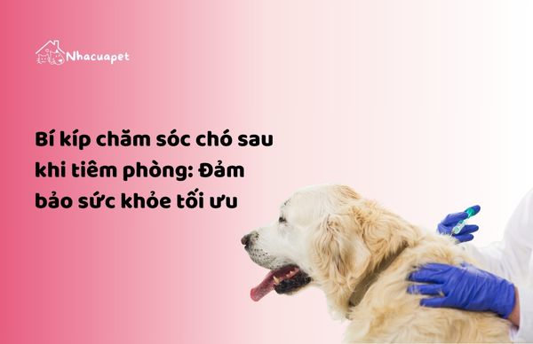 NHACUAPET - Bí kíp chăm sóc chó sau khi tiêm phòng: Đảm bảo sức khỏe tối ưu