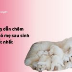 nhacuapet - Cách chăm sóc chó mẹ sau sinh chi tiết nhất