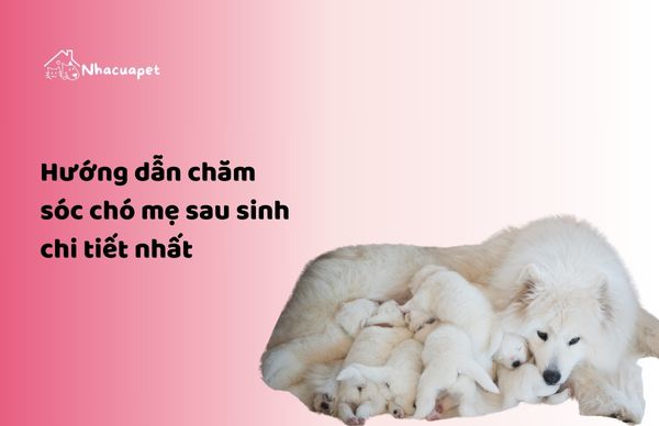 nhacuapet - Cách chăm sóc chó mẹ sau sinh chi tiết nhất