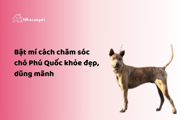 NHACUAPET - Cách chăm sóc chó Phú Quốc