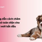 NHACUAPET - Chăm sóc chó toàn diện cho người mới bắt đầu