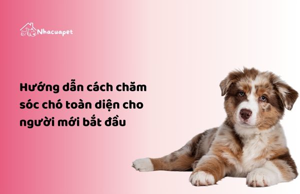 NHACUAPET - Chăm sóc chó toàn diện cho người mới bắt đầu