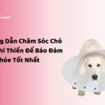 NHACUAPET - Cách chăm sóc chó sau khi thiến