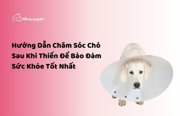 NHACUAPET - Cách chăm sóc chó sau khi thiến