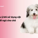 vật dụng đi ngủ cho chó