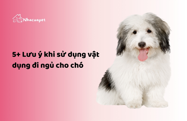 vật dụng đi ngủ cho chó