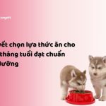 Bí quyết chọn lựa thức ăn cho chó 6 tháng tuổi đạt chuẩn dinh dưỡng