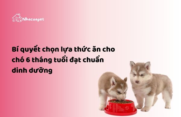 Bí quyết chọn lựa thức ăn cho chó 6 tháng tuổi đạt chuẩn dinh dưỡng