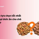 Thức ăn cho chó 6 tuổi