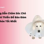 NHACUAPET - Cách chăm sóc chó sau khi thiến