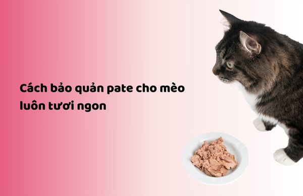 Cách bảo quản pate cho mèo luôn tươi ngon