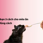 Mách bạn 3 cách cho mèo ăn pate đúng cách