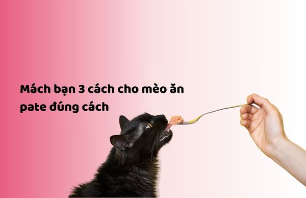 Mách bạn 3 cách cho mèo ăn pate đúng cách