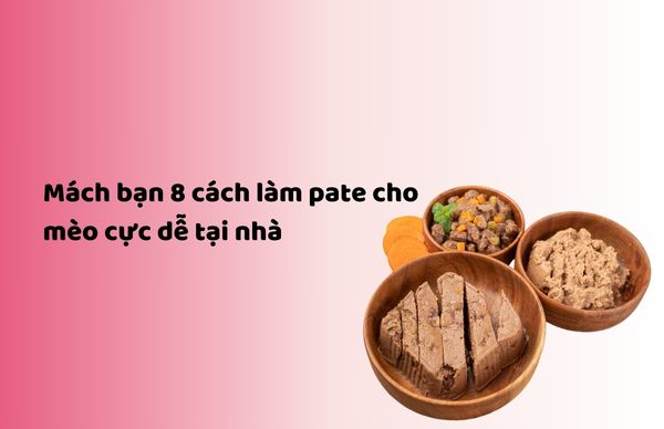 Mách bạn 8 cách làm pate cho mèo cực dễ tại nhà