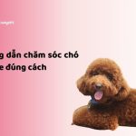 cham-soc-cho-poodle