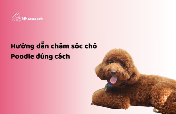 cham-soc-cho-poodle