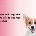 nhacuapet-cach-nuoi-cho-corgi-sinh-san