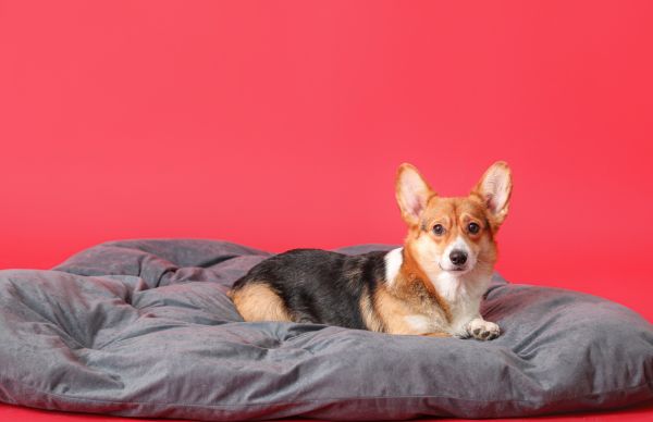 nhacuapet-cach-nuoi-cho-corgi-sinh-san-2