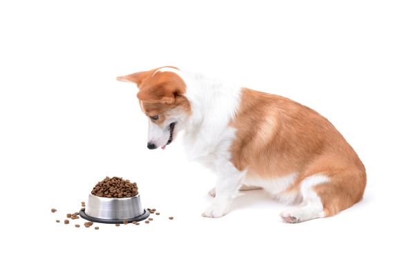 nhacuapet-cach-nuoi-cho-corgi-sinh-san-3