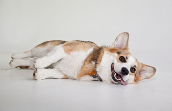 nhacuapet-cach-nuoi-cho-corgi-sinh-san-4