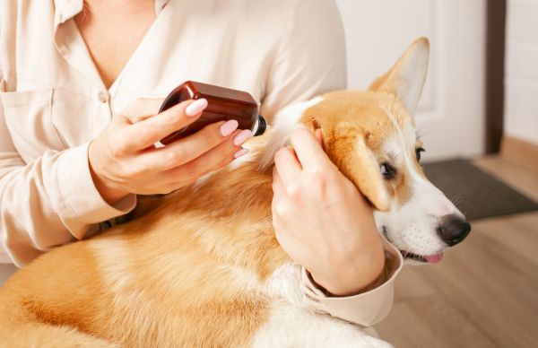 nhacuapet-cach-nuoi-cho-corgi-sinh-san-5