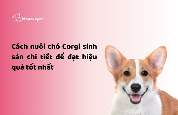 nhacuapet-cach-nuoi-cho-corgi-sinh-san