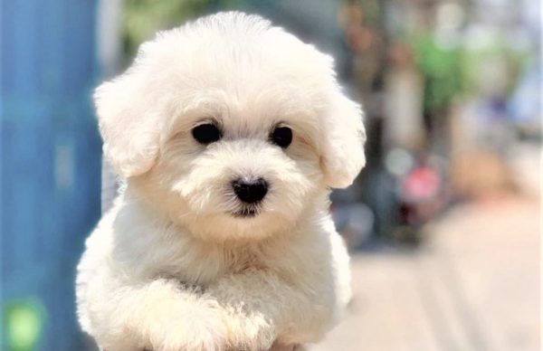 nhacuapet-cham-soc-cho-poodle-1
