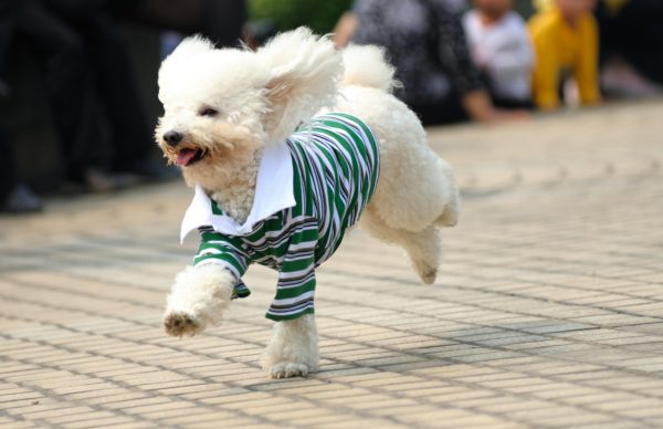 nhacuapet-cham-soc-cho-poodle-2