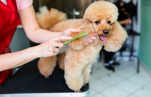 nhacuapet-cham-soc-cho-poodle-3