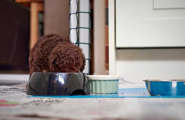 nhacuapet-cham-soc-cho-poodle-6