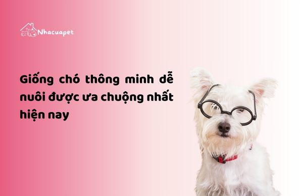 nhacuapet-giong-cho-thong-minh-de-nuoi