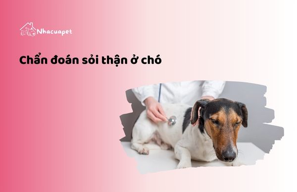 Chẩn đoán và điều trị một cách hợp lí như chọn thức ăn cho chó bị sỏi thận