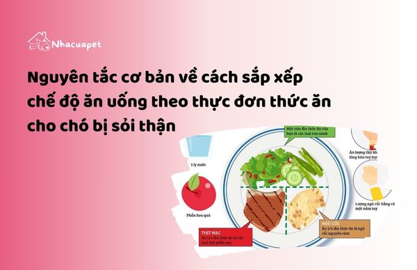 Nguyên tắc cơ bản về cách sắp xếp chế độ ăn uống theo thực đơn thức ăn cho chó bị sỏi thận