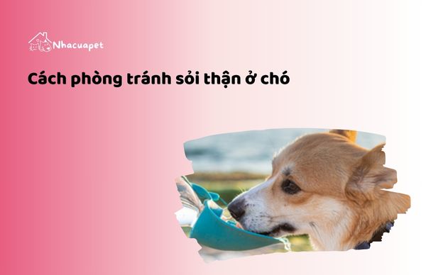 Cách phòng tránh sỏi thận ở chó