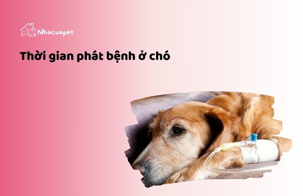 Biết thời gian phát bệnh để chọn ra thức ăn cho chó bị sỏi thận