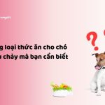 Những loại thức ăn cho chó bị tiêu chảy mà bạn cần biết