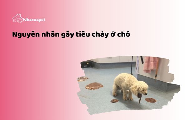 Nguyên nhân gây tiêu chảy ở chó - Thức ăn cho chó bị tiêu chảy