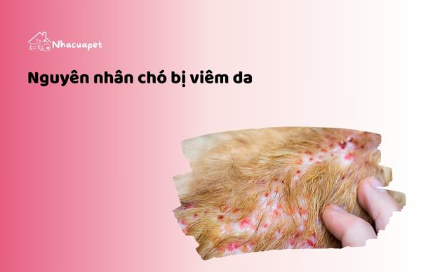 Nguyên nhân chó bị viêm da- thức ăn cho chó bị viêm da