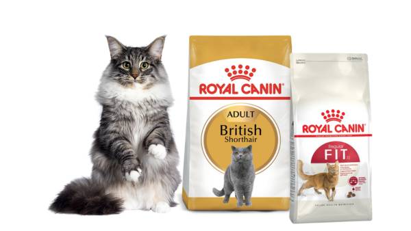 Thức ăn cho mèo trưởng thành Royal Canin