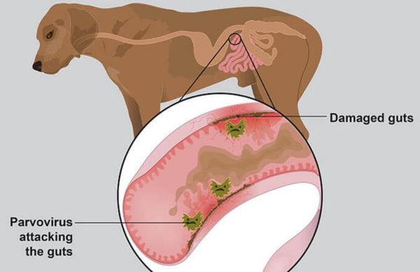 nhacuapet-benh-parvo-o-cho-3