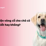 Phụ kiện vòng cổ cho chó