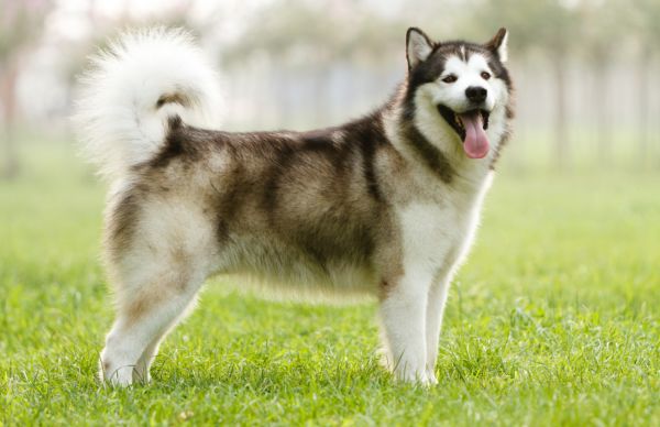 nhacuapet-cham-soc-cho-alaska-1