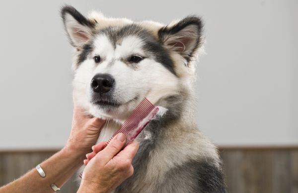 nhacuapet-cham-soc-cho-alaska-4
